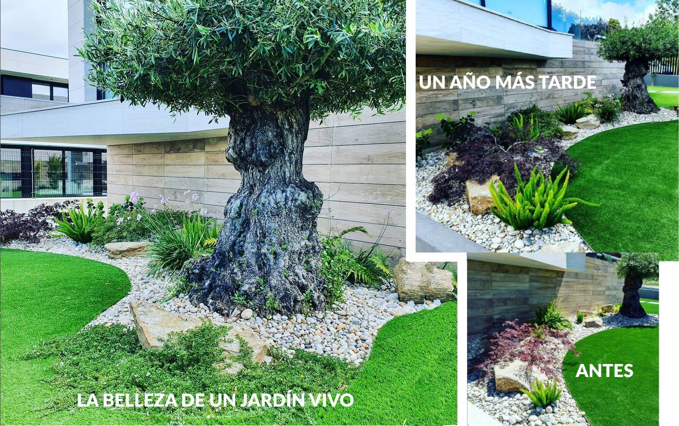 Evolución de una obra de Jardinería Agua y Jardín un año después